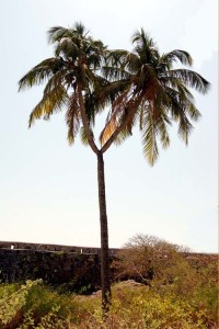 Y-Shaped Coconut Tree