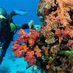 Scuba diving in tarkarli