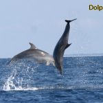 Dolphin-point