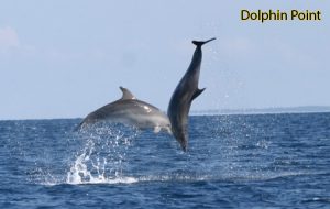 Dolphin-point
