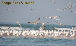 seagal-bird-island
