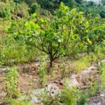 cashew farm sale in sindhudurg