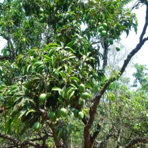 mango farm for sale in konkan