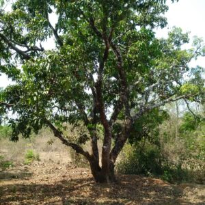 mango farm for sale in vengurla