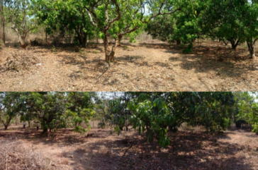 mango farm for sale in vengurla land